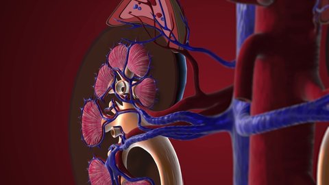 Animation Of Cross Section Of A Kidney Anatomy