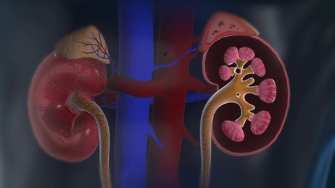 4K Beautiful Animation Of Kidneys Rotating