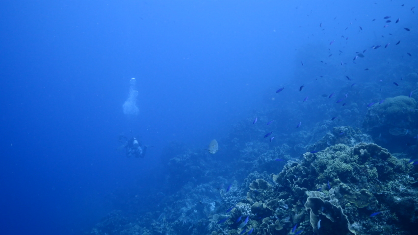 Seascape with Cubera Snapper in the turquoise water of coral reef of Caribbean Sea, Curacao