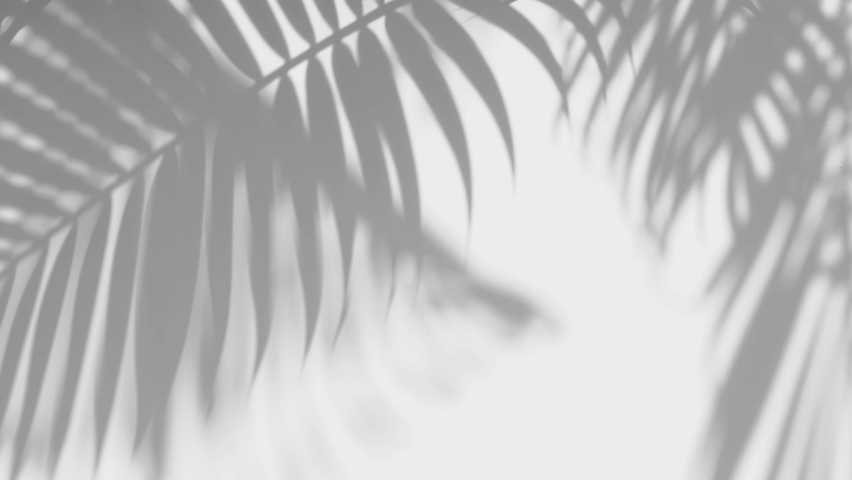 motion of shadow palm leaf in the wind blowing overlay on white wall background, concepts summer