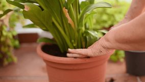 Woman transplanting a plant in the garden of her house. - Powered by Shutterstock - Get 15% off with code: PIKWIZARD15