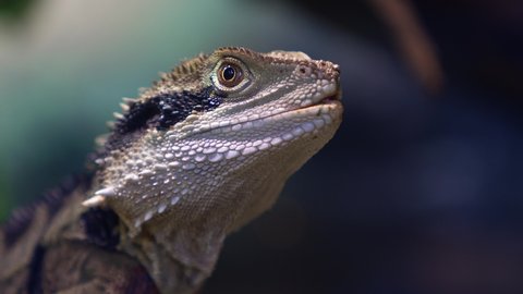 close-up of a lizard. Physignathus Lesueurii or Australian Water Dragon. very beautiful reptile. Agama