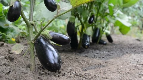 Close-up view on organic young eggplants in the village garden. Slowly watering beautiful eggplants on the farm in the morning. Ecological organic agriculture in the summer.