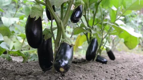 Organic young eggplants in the farmland. Slowly watering eggplants on the garden soil in the morning. Ecological organic agriculture in the summer.