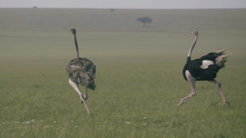 Ostriches run through the grasslands. 