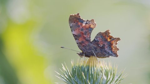 Comma butterfly (Polygonia c-album) perched on green plant