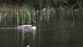 A common loon video clip in 4k