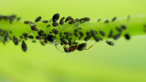 Ant harwesting drop of honeydew from Aphid colony - Hemiptera: Aphididae - on stem in 4K VIDEO. Macro footage of insect pests - plant lice, greenfly, blackfly or whitefly - sucking juice from plant.
