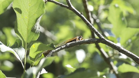 Soft tree branch of new growing leaves are targeted by periodical cicadas which turn the xylem sap into honeydew, which they excrete like pee when startled and fly away