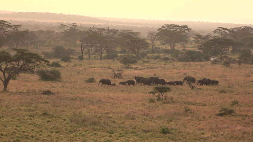 AERIAL: A herd of large Africa elephants migrates across the picturesque Serengeti national park. Picturesque drone point of view of a group of elephants crossing a grassfield in Tanzania at sunset.