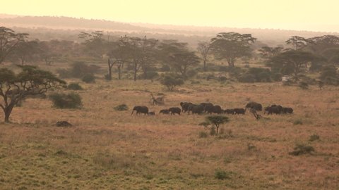 AERIAL: A herd of large Africa elephants migrates across the picturesque Serengeti national park. Picturesque drone point of view of a group of elephants crossing a grassfield in Tanzania at sunset.の動画素材