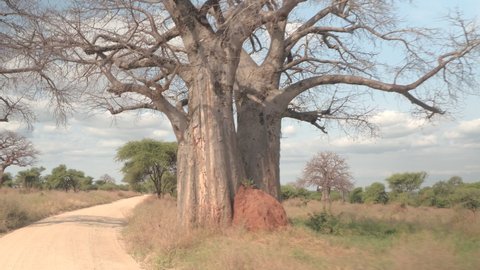 Scenic shot of the savannah and baobab trees during a breathtaking safari across the Serengeti. Picturesque shot of the arid landscape of Tanzania during a picturesque road trip across a national park