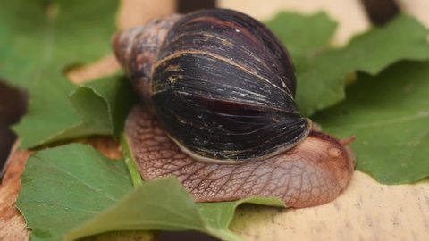 Giant African Land Snail crawls on leaves spread out on a wooden box, close-up.Selective focus with shallow depth of field.