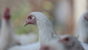 Footage, free-range indigenous breeds of chickens