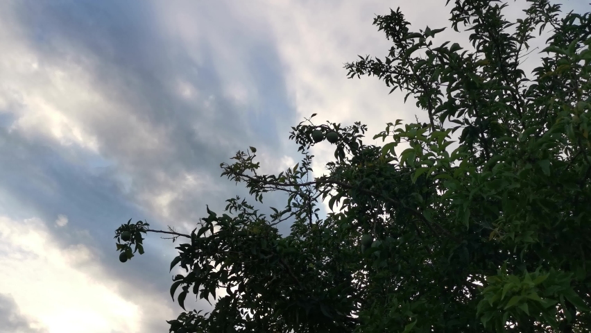 beautiful early morning scene along the residential street