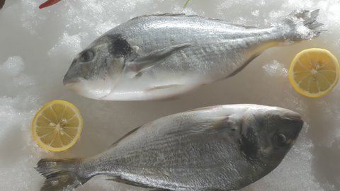 the hands of a fishmonger in white gloves remove two dorado from a snow display case for sale. Top view. Close-up