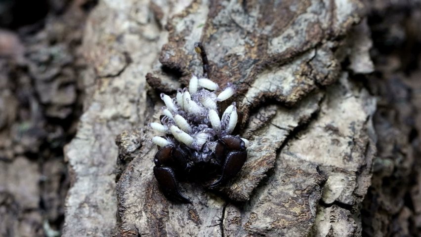 Female Chaerilus Celebensis scorpion carrying her new cub on her back, Footage Chaerilus Celebensis scorpion, a scorpion holding a baby, mini barks scorpion