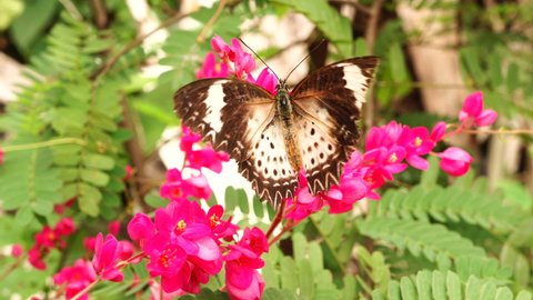 A butterfly fly on Pink Mexican creeper flowers in the garden.