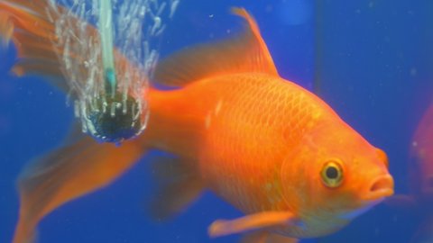 水槽 熱帯魚 の動画素材 4k Hd動画クリップ Shutterstock 水槽 熱帯魚 の動画素材 4k Hd動画クリップ Shutterstock