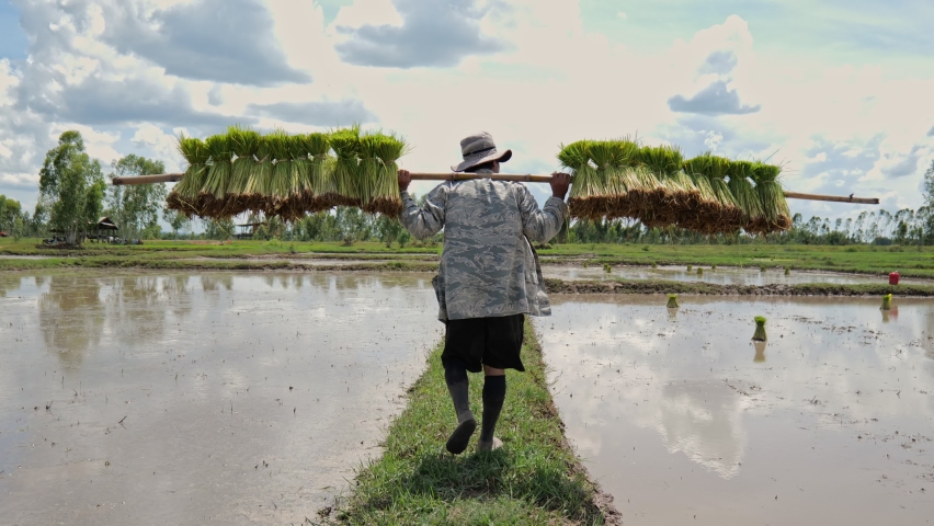 Farmer transplant rice seedlings in rice field | Shutterstock HD Video #1075313846