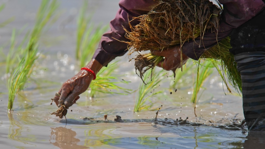 Farmer transplant rice seedlings in rice field | Shutterstock HD Video #1075313852