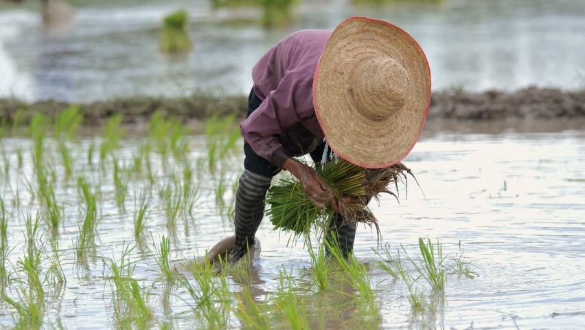 Farmer transplant rice seedlings in rice field | Shutterstock HD Video #1075313855