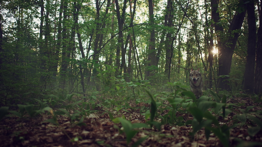Wolf walking a in the forest, came to the front and looked around. Royalty-Free Stock Footage #1075314737