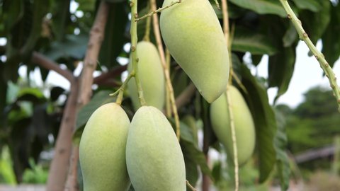 Green raw mango fruits on tree in nature background. Concept of organic farm at home, healthy fruit with Vitamin C, agriculture.