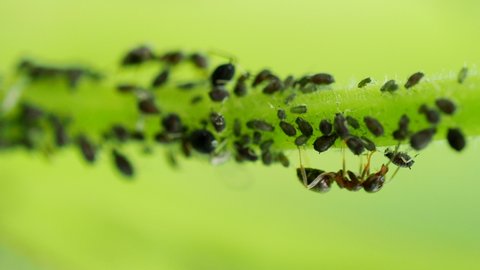 Ant harvesting drop of honeydew from Aphid colony - Hemiptera: Aphididae - on stem in 4K VIDEO. Macro footage of insect pests - plant lice, greenfly, blackfly or whitefly - sucking juice from plant.