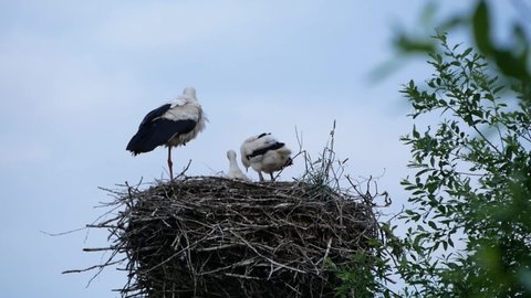 Storks with baby-stork sit in the nest and clean their feathers