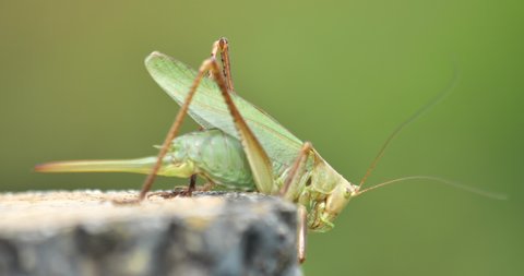 Japanese katydid on the stone pole at the park , closeup shot