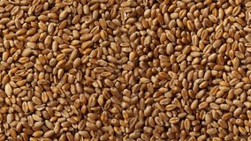 Wheat grains moving background - seamless video