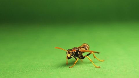 European paper wasp ( Polistes dominula ) on a green background.
Yellow wasp cleaning itself.
Insect isolated in the studio.
Social insects.
Bugs, bug.
Animals, animal.
Wildlife, wild nature