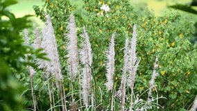 pampas plant and its feathers garden ornament plant