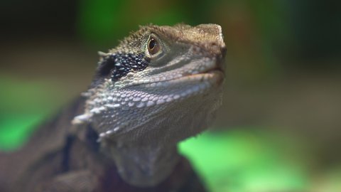 lizard look. reptile looks. the agama turns his head, pays attention. Close-UP head, focus on eyes. Physignathus Lesueurii or Australian Water Dragon.