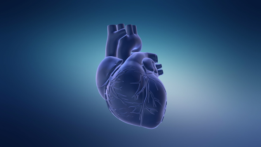 Human Circulatory System Heart Beat Anatomy Animation Concept Royalty-Free Stock Footage #1075319765