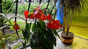 home decorative plant anthurium, potted flower outside the house, the concept of decorating the house with fresh flowers and home garden hd video