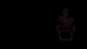 Glowing neon line Flowers in pot icon isolated on black background. Plant growing in a pot. Potted plant sign. 4K Video motion graphic animation.