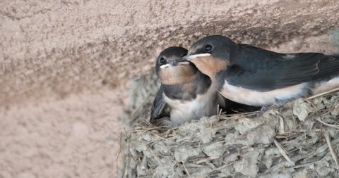 Cute big barn swallow chicks waiting for feeding from parent bird, closeup shot