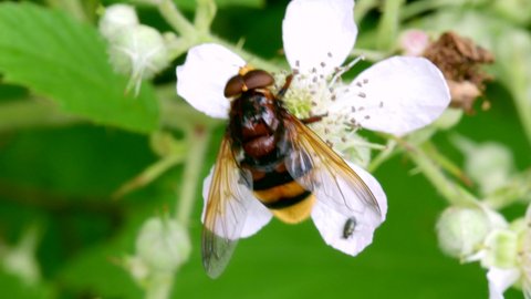 Hornet Hoverfly, Volucella zonaria on the flowers of blackberry 