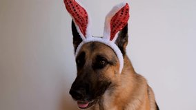 Dog with big hare ears. German shepherd with red Easter bunny ears is sitting on white background, looking attentively and smiling. Minimalistic horizontal 4K footage for celebrating Catholic Easter.