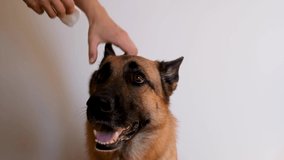 Clean ear of German Shepherd with female hands. Owner cleans the dogs ears with cotton swab and special cleaning agent at home. Daily pet care grooming procedure.