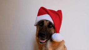 New Years card animation with congratulations. German shepherd dog wears red Santa hat. Dog in Christmas hat sits on white background in studio and smiles amiably. Horizontal footage.