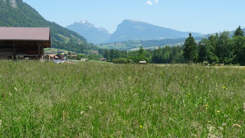Aerial shot of Frutigen valley. green meadows and mountain Niederhorn in the background. CH Frutigen 13th June 2021