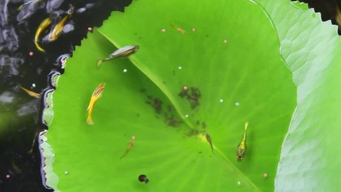 Beautiful cute Poecilia reticulata (Guppy) fishes also known as millionfish ,rainbow fish, are  swimming and eating pellet fish food on lotus leaf. At ornamental garden home. Nature background.