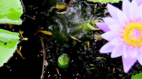 Beautiful cute Poecilia reticulata (Guppy) fishes also known as millionfish ,rainbow fish, are  swimming and eating pellet fish food in lotus pond. At ornamental garden home. Nature background.
