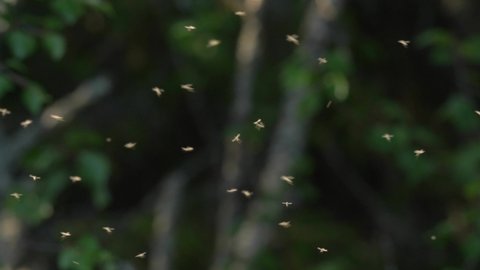 Backlit Swarm of Mosquitos, summer in Lapland Finland 4k