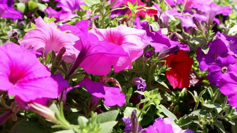 Pink petunias. Flowers move in the wind.