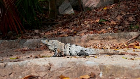 A wildlife shot of a Iguana or a Goh walking along dry trees with sharp claws
