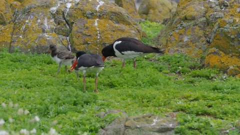 A Pair of Oystercatchers (Haematopus ostralegus) with chicks